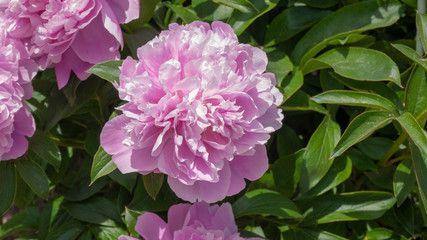 シャクヤク 福岡 007