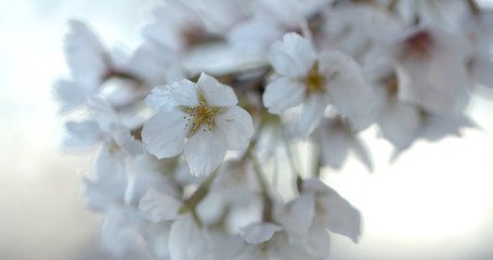 Yoshino Cherry Blossoms Branch In Washington Dc At The Tidal Basin Super Closeup At Dusk