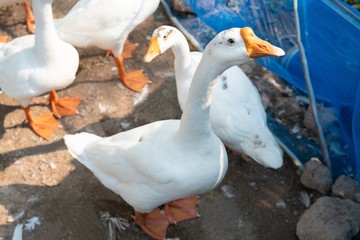 white geese looks questioningly at camera. - Domestic goose. A group of geese can be called a gaggle when they are on the ground or in the water, and a skein or a wedge when they are in flight.