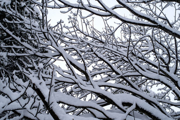 Winterimpression aus der Natur