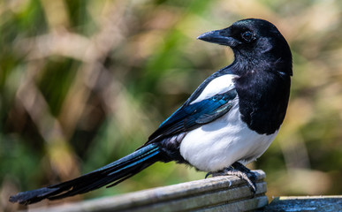 Close-up of Magpie