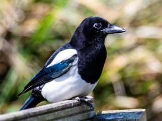 Close-up of Magpie