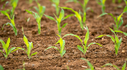 Rebentos jovens na terra