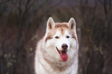 Beautiful and free Siberian Husky dog sitting in the forest at sunset in spring