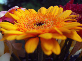 Yellow gerbera