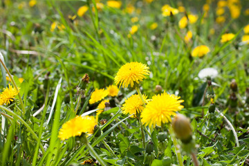 Obraz premium Close up of blooming yellow dandelion flowers (Taraxacum officinale) in garden on spring time. Detail of bright common dandelions in meadow at springtime. Used as a medical herb and food ingredient