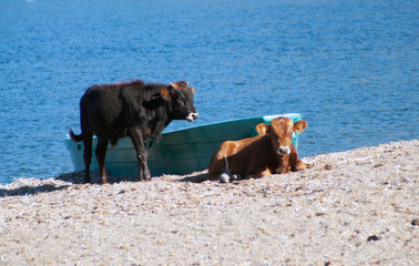 Kühe am Strand
