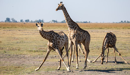 Giraffen beim Trinken