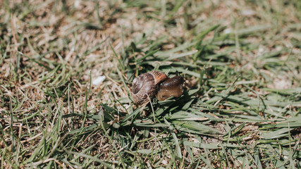Small snail sits on on a bunch of green grass