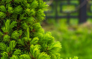 Bright needles on a young spruce in the garden