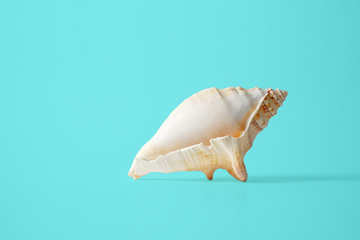 seashell on the blue background
