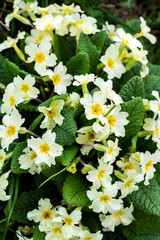 Primroses in woodland at Combe Valley, East Sussex, England
