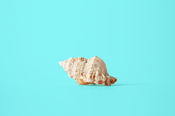 seashell on the blue background