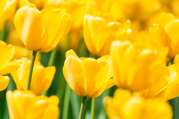 Yellow tulips close up background