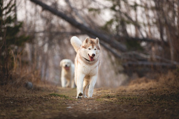 Naklejka na ściany i meble Cute and happy dog breed Siberian husky running in the forest in spring at sunset