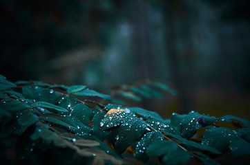 water on leafs background water droplets