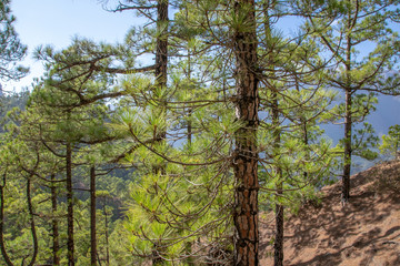 Regrowth through scorched tree bark of the Canary Island Pine tree (Pinus canariensis) at La Cumbrecita, La Palma, Canary Islands, Spain
