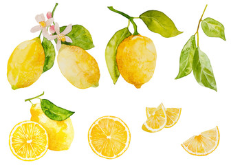Watercolor lemon set on white background - obrazy, fototapety, plakaty