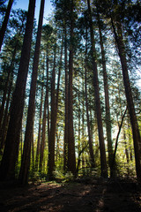 sunrise in forest of yosemite