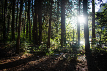 sunrise in forest of yosemite