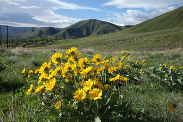 Springtime in the Pacific Northwest