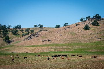 Fototapeta na wymiar cows in the farm, california