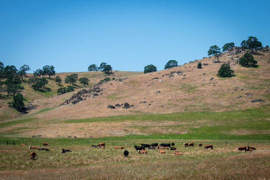 Cows In The Farm, California