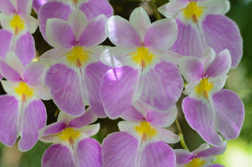 Fototapeta na wymiar Purple, white and yellow orchids. Macro.
