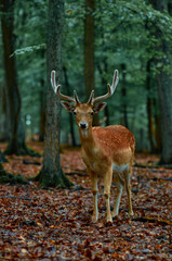 deer in forest