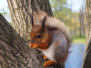 A cute red squirrel eating carrot on the tree branch close view
