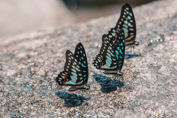 Butterfly sitting on the edge of small water fall, drinking water 