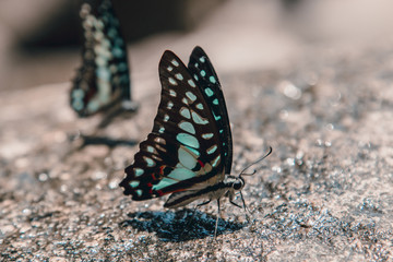 Butterfly sitting on the edge of small water fall, drinking water 