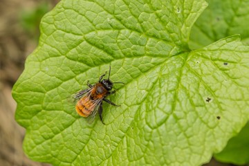 Tawny mining bee with orange and red hair and black back is a hymenopterous solitary insect sitting on a fresh green leaf on a spring day in a garden.