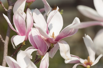 Magnolie Blüte im Frühjahr