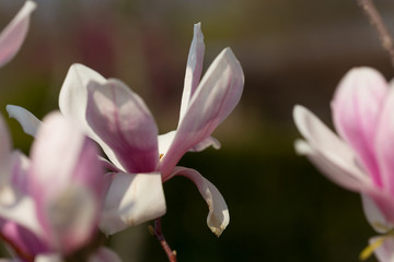 Magnolie Blüte im Frühjahr