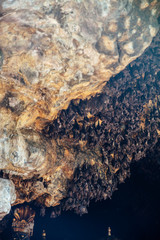 Colony of bats in the cave