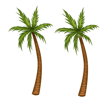Palm tree vector illustration. Coconut tree cartoon picture