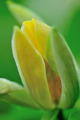 黄木蓮の花の開花