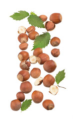 Scattered group of hazelnuts on white. Fresh hazelnuts in their shells.