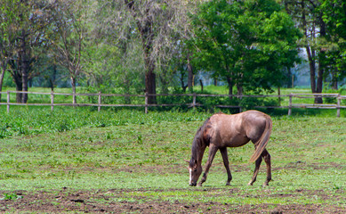 Obraz premium Horse, horse in corral