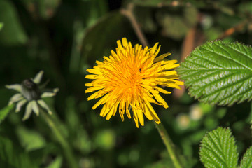 dandelion in grass in spring