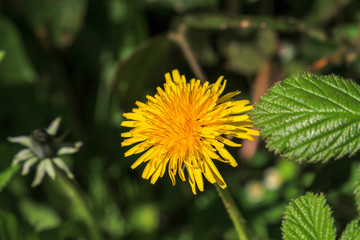 Dandelion Flower in Spring