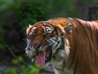 tiger in zoo