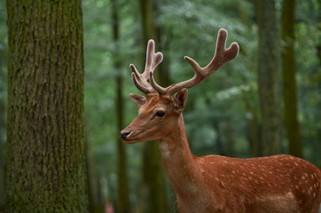 young deer in the forest