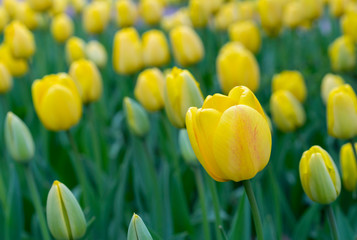 Fototapeta premium Yellow tulips on a flowerbed of city park.