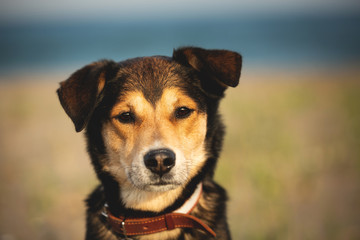 Cute and beautiful brown mongrel dog at seaside