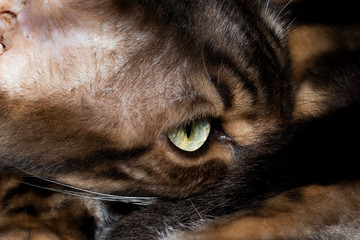 Fototapeta premium Male five year old Corsican Blue Marbled Bengal domestic cat, breed derived from the Asian Leopard