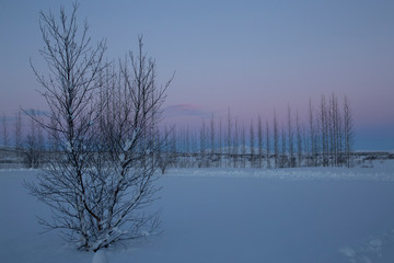 Iceland Trees with Pink Cloud 2