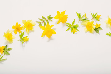 yellow spring flowers on white background