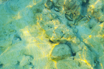 snorkeling acqua riccio di mare